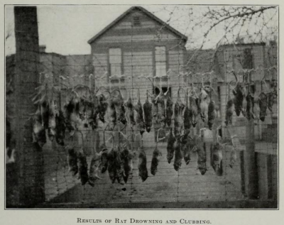 Bodies of rats drowned or clubbed to death on Thompson Island in Boston harbor, 1915
