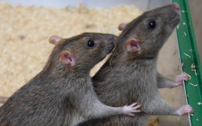 One rat grooming another rat