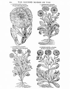 This image is available for downloading as a coloring page.