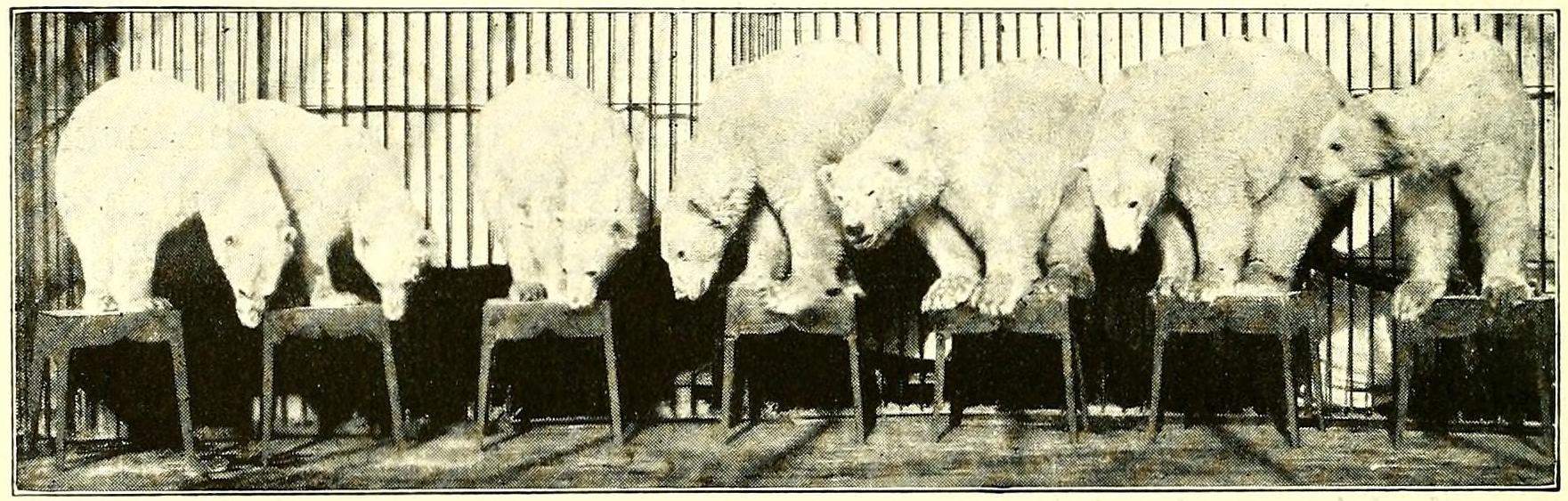 Seven polar bears forced by Wilhelm Hagenbeck to perform tricks.