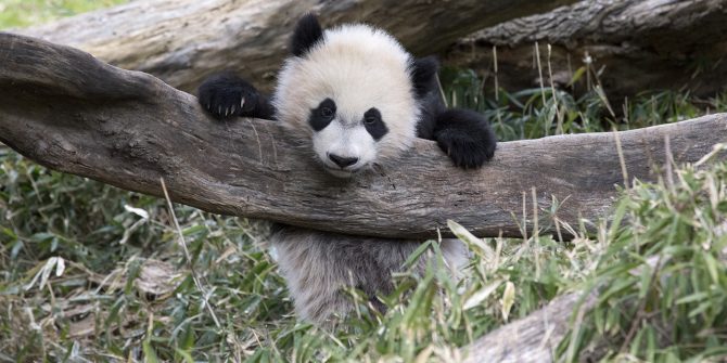 How Long Have We Loved Pandas? | Boston Public Library