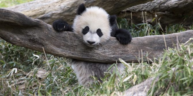 How Long Have We Loved Pandas? | Boston Public Library How Long Have We Loved Pandas? | Boston Public Library