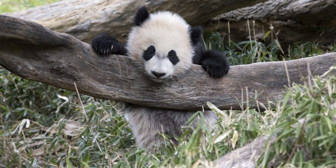 How America Fell in Love With the Giant Panda, History