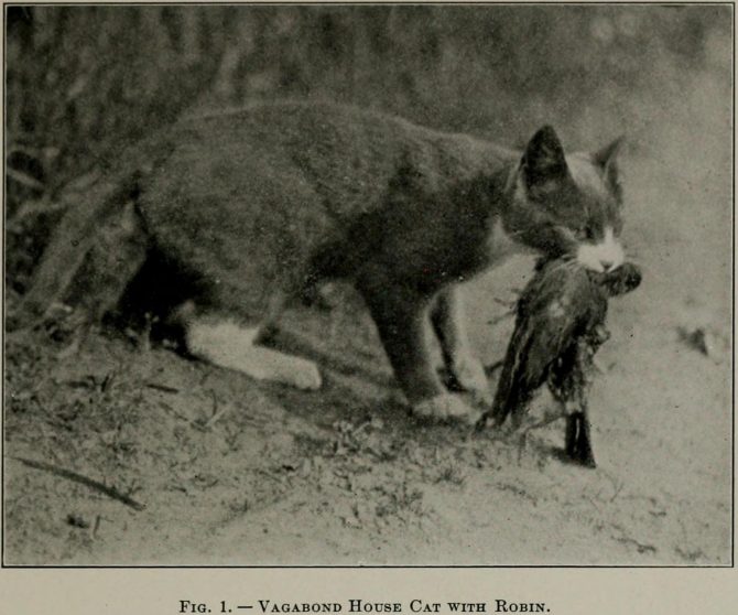 Vagabond House Cat with Robin. From Forbush (1916)